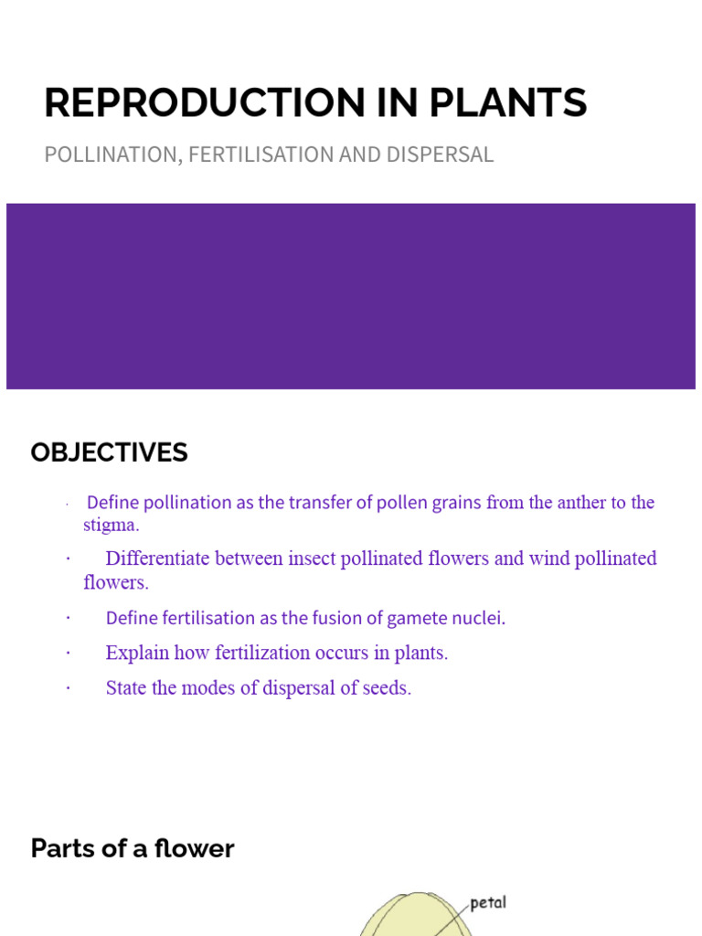 Reproduction in Plants | PDF | Flowers | Pollination