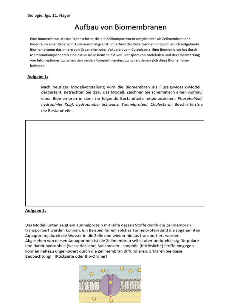 AB - Aufbau Der Biomembran | PDF