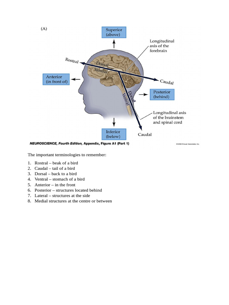 Nervous System Structure and Functions | PDF | Cerebral Cortex ...