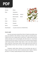 Download Klasifikasi Cengkeh by Ayu Resti Pamungkassari SN87441767 doc pdf