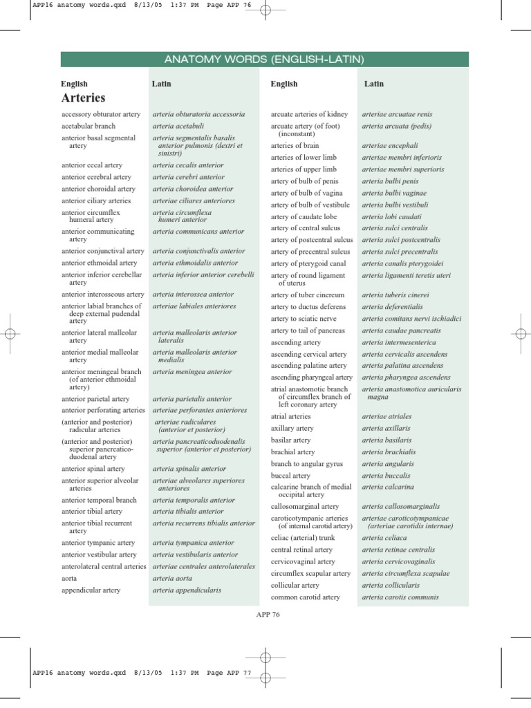 Anatomy Words