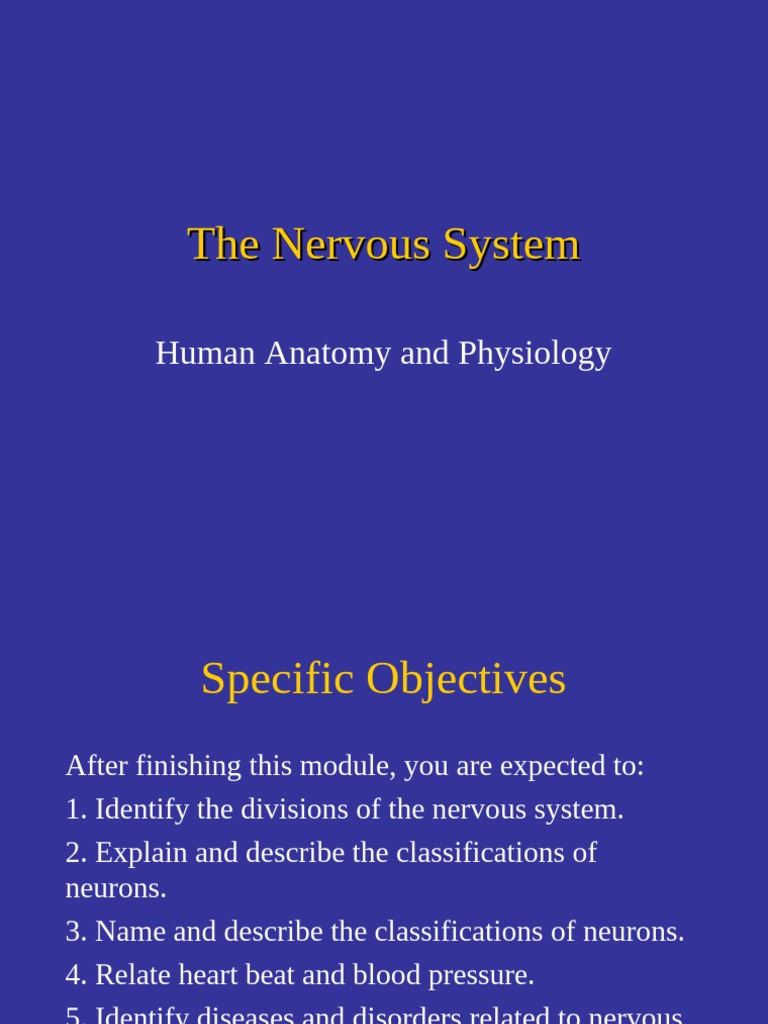 Overview of the Nervous System | PDF | Nervous System | Central Nervous ...