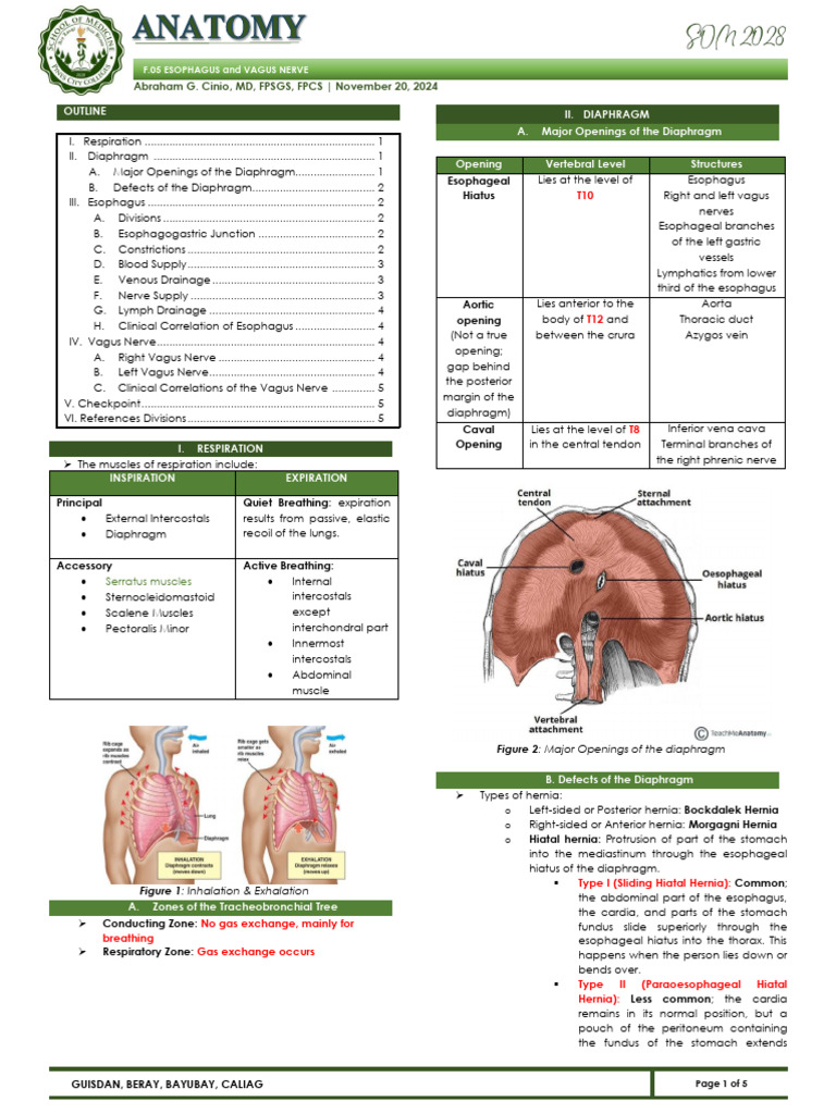 Esophageal Hiatus Overview | PDF | Esophagus | Stomach
