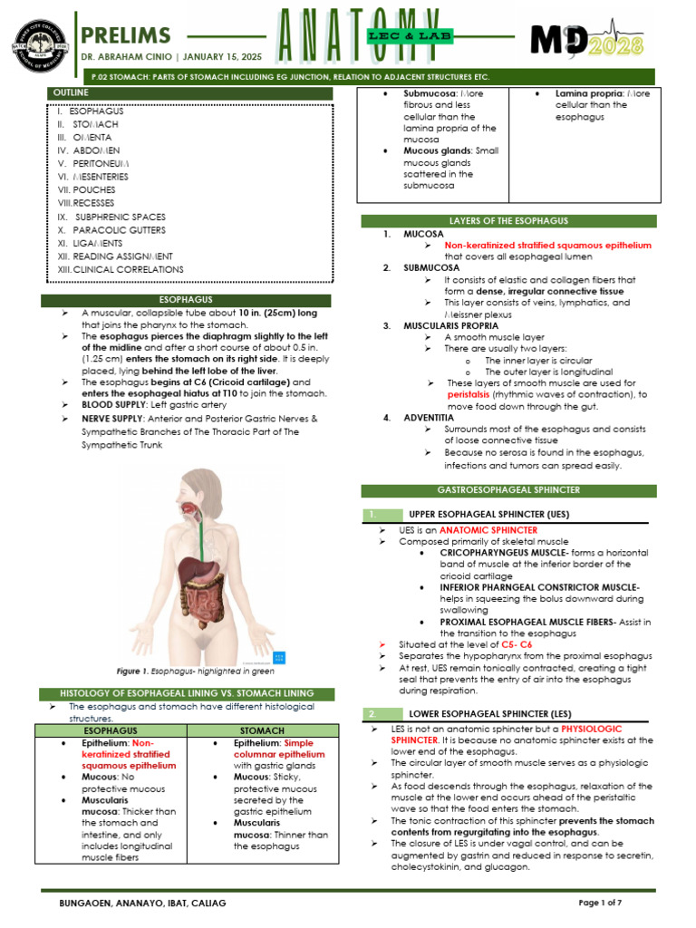 Anatomy of the Esophagus and Stomach | PDF | Esophagus | Stomach