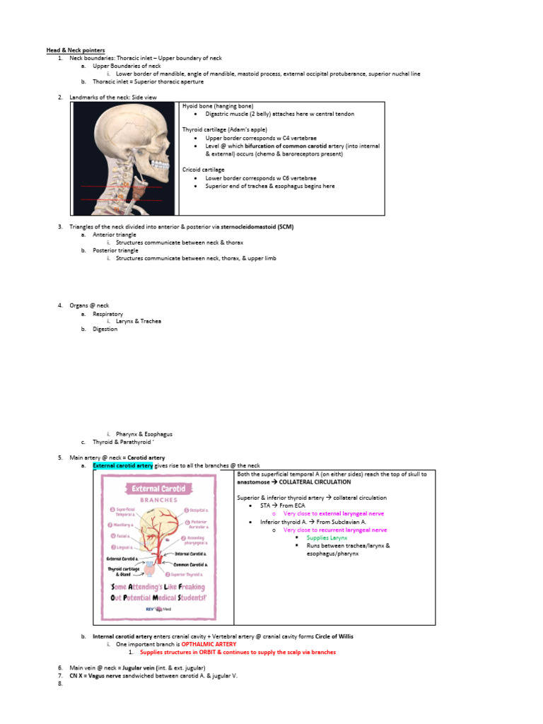 H&N Anatomy Pointers (Draft) | PDF | Neck | Common Carotid Artery