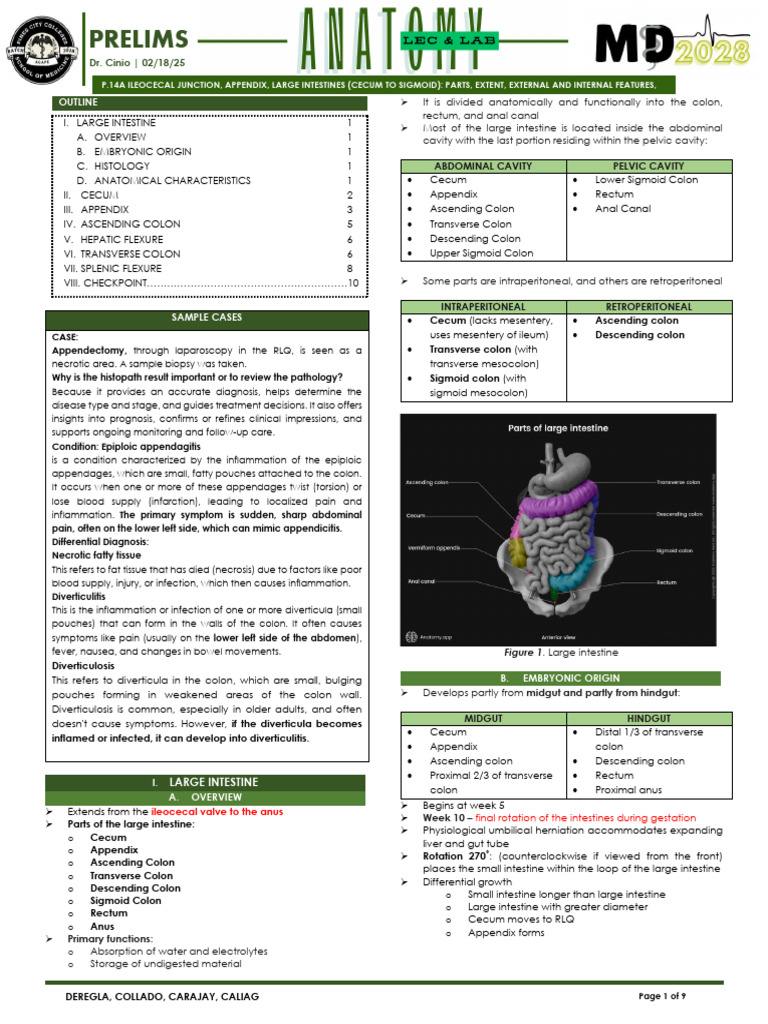 (Anat) P.14a Large Intestine Parts, Extent, Internal and External ...