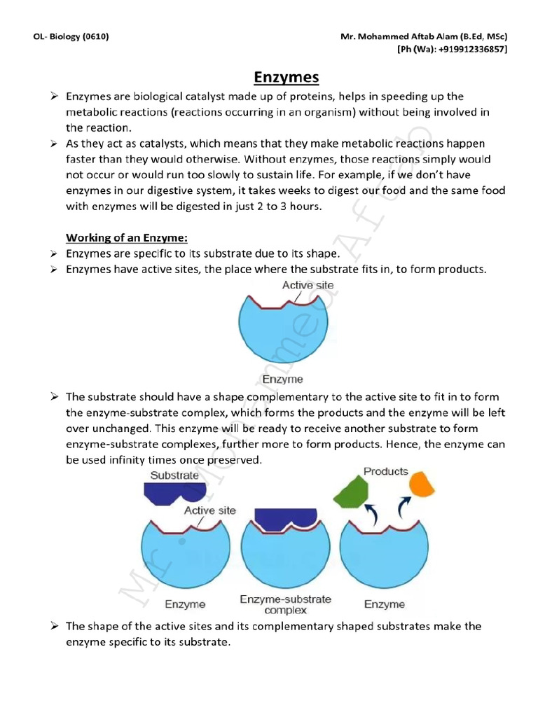 CH 5 Enzymes Scanned PDF | PDF