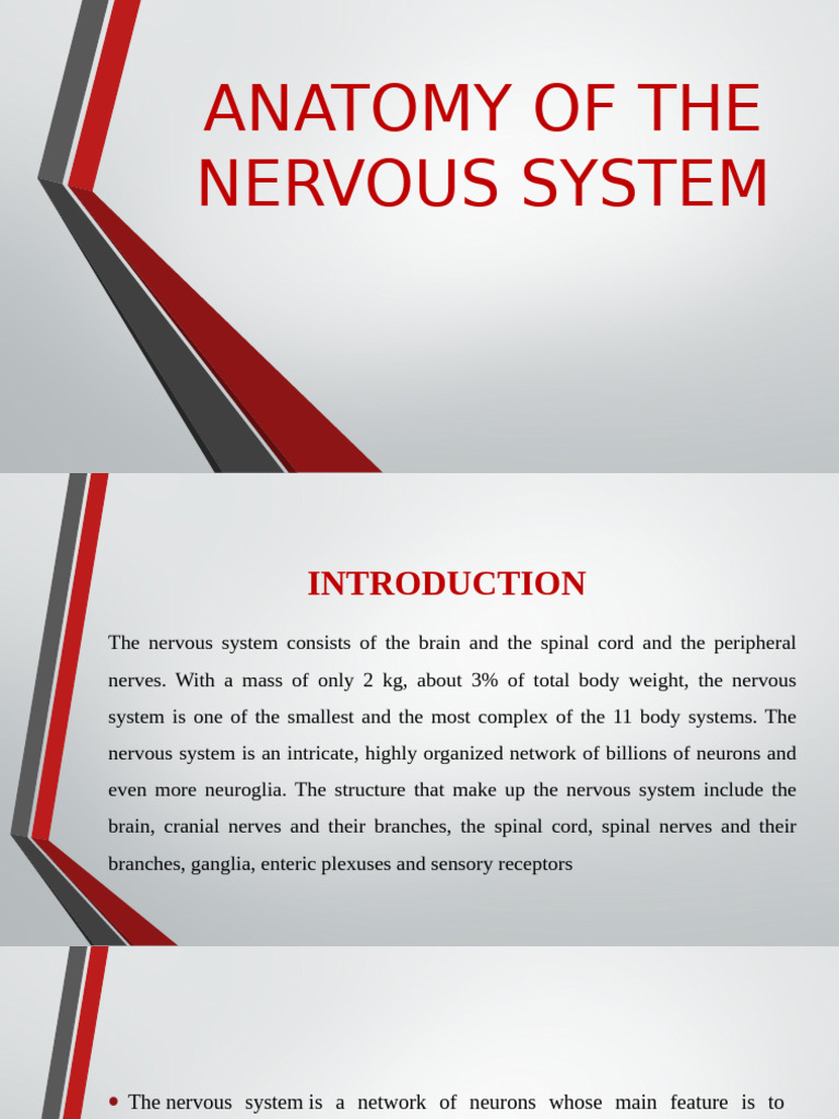 Overview of the Nervous System Anatomy | PDF | Spinal Cord | Nervous System