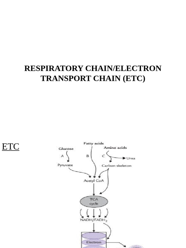 ETC - Electron Transport Chain Lecture | PDF | Electron Transport Chain ...