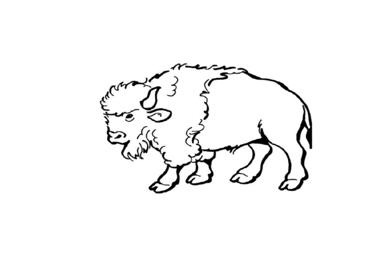 Bison | PDF