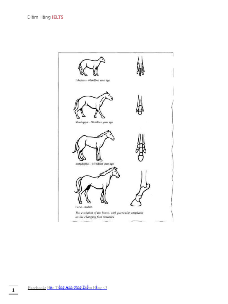 The Development of The Horse | PDF