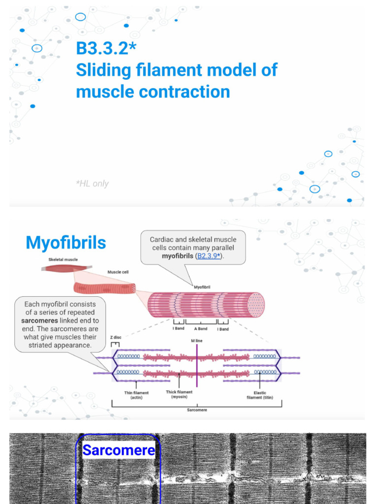 B3.3.2 Sliding Filament Theory | PDF