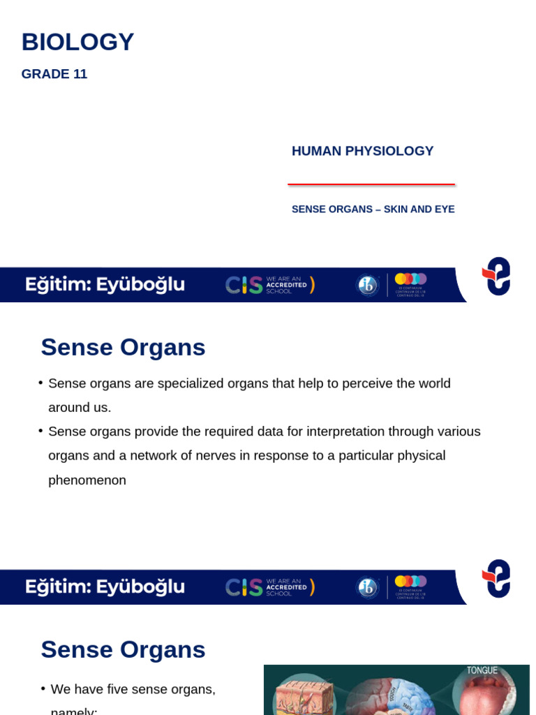 8_sense Organs-skin and Eye | PDF | Skin | Human Body