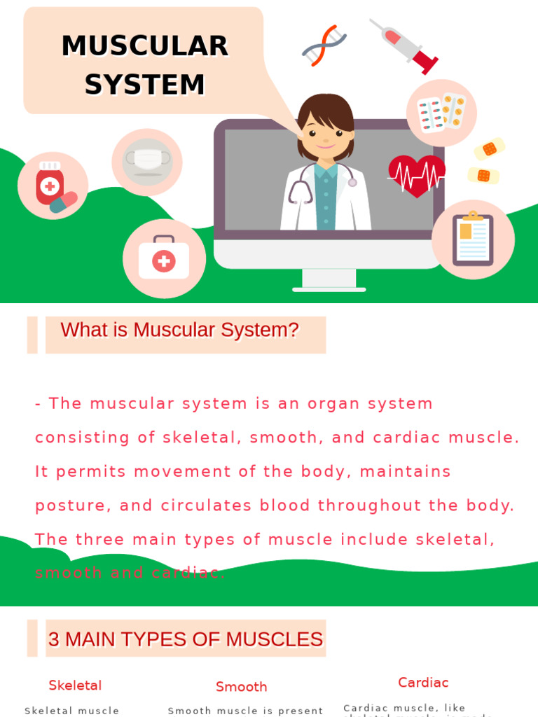 Muscular System Detail | PDF | Muscle | Human Anatomy