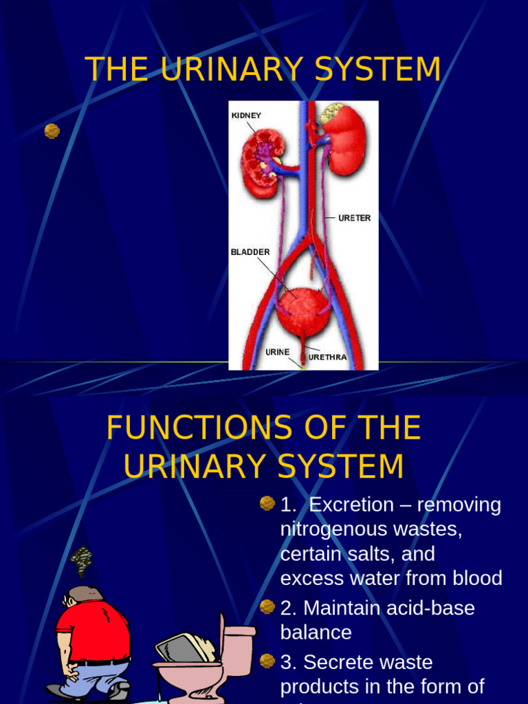 The Urinary System Pdf Kidney Urinary System