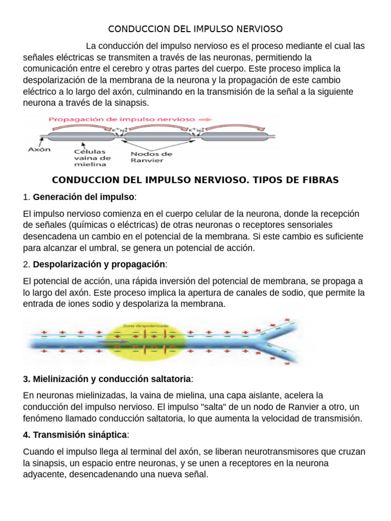Apunte Conduccion Del Impulso Nervioso | PDF | Sinapsis | Potencial de ...