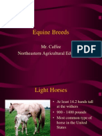 Equine Breeds: Mr. Caffee Northeastern Agricultural Education