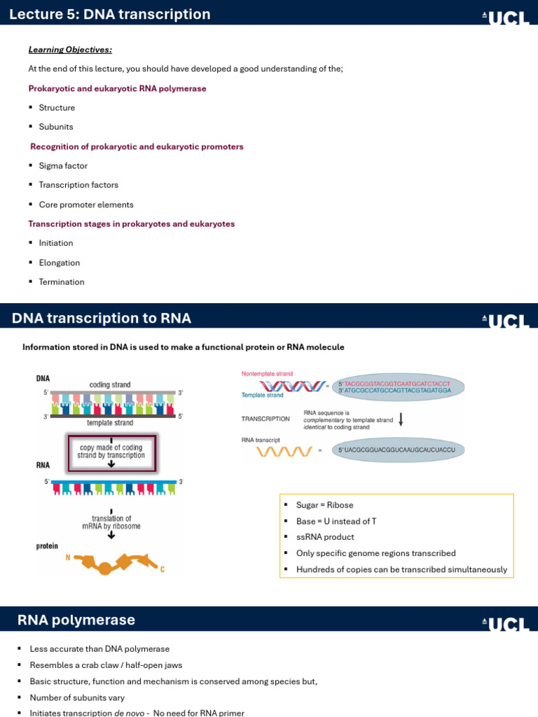BIOC0007 - Lecture 5 - 2024 - 25 | PDF | Promoter (Genetics) | Rna