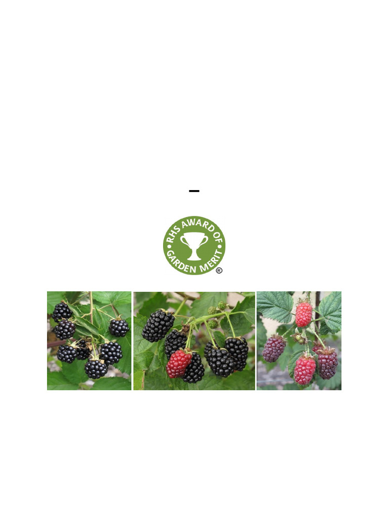 Blackberry and Hybrid Berry 2013-2015 | PDF | Blackberry | Berry