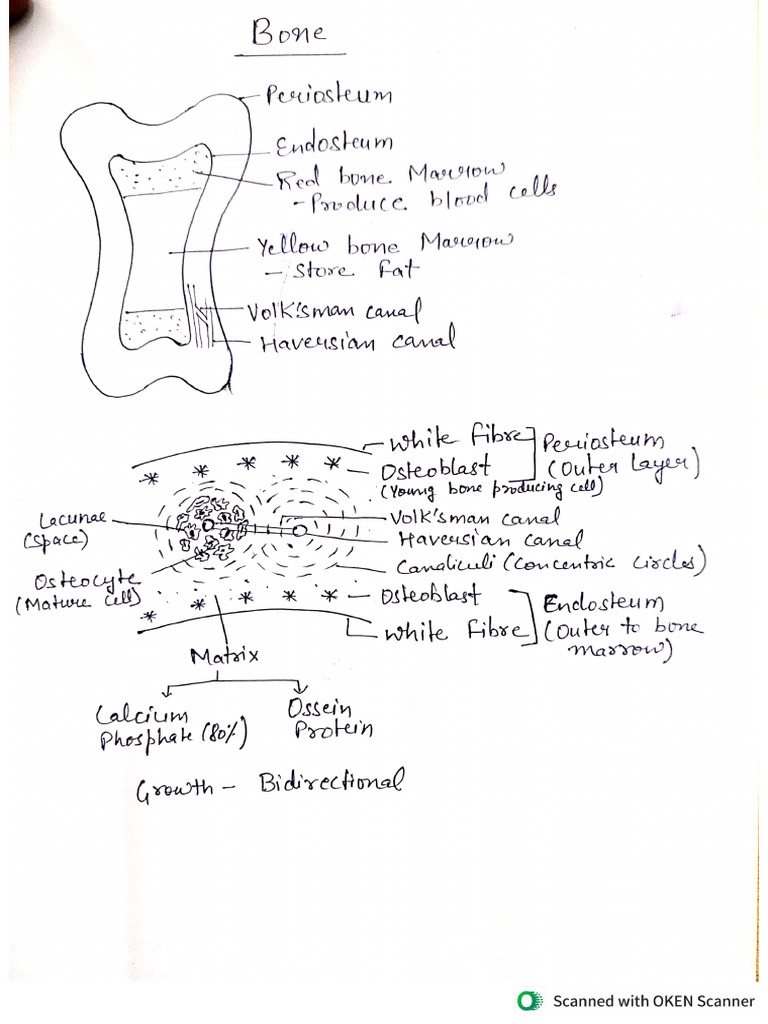 Bone and Cartilage | PDF