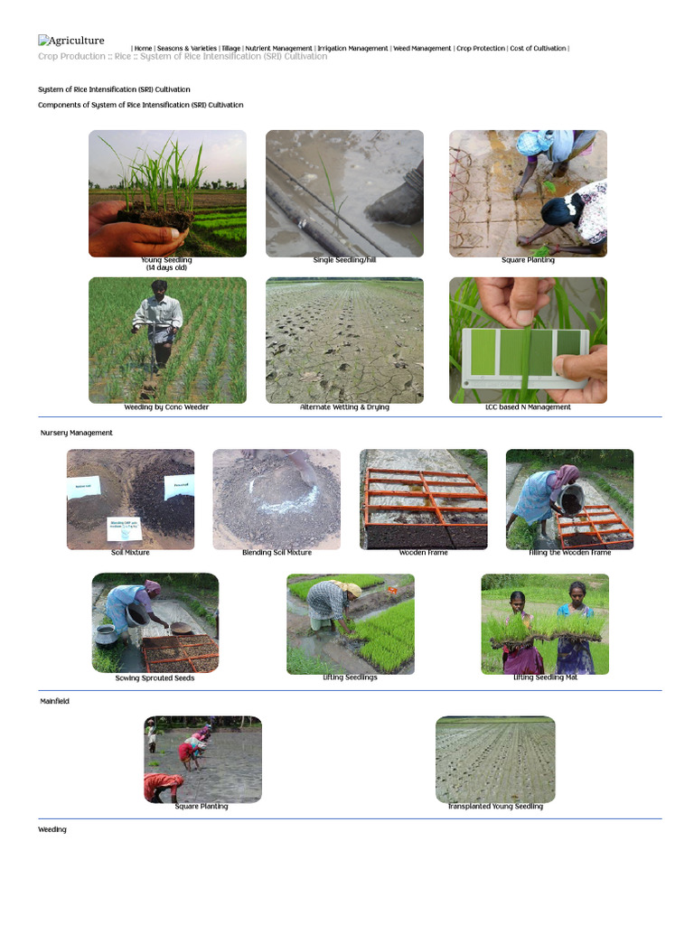 SRI Rice Cultivation Techniques | PDF | Rice | Tillage