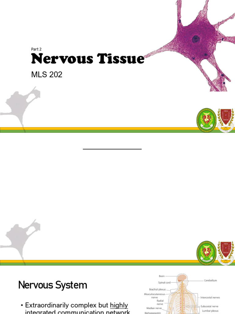7.2 Nervous Tissue - Edited | PDF | Autonomic Nervous System | Nerve