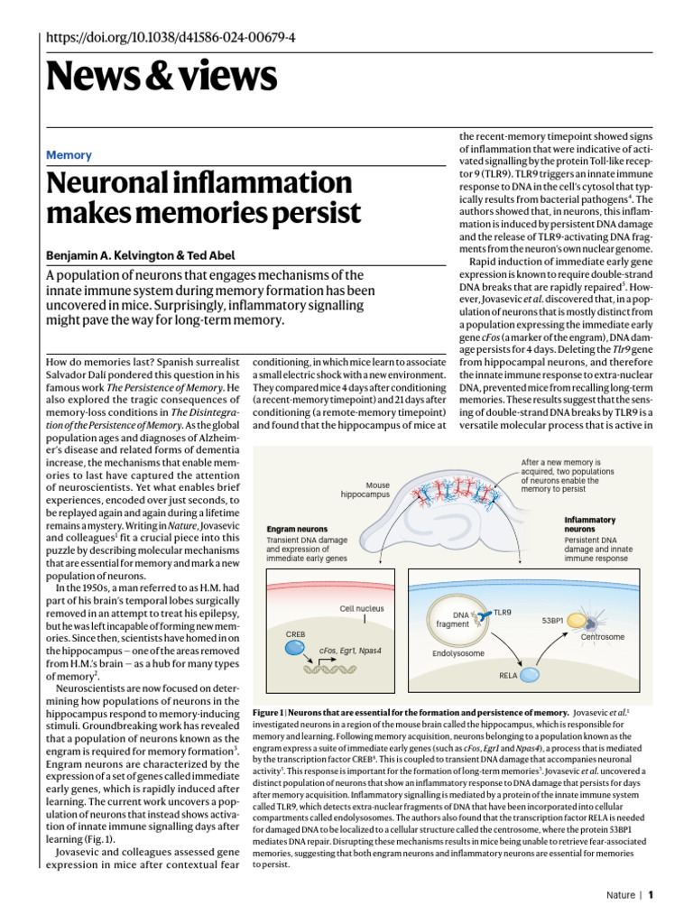 Neuronal Inflammation and Memory Persistence | PDF | Memory | Inflammation