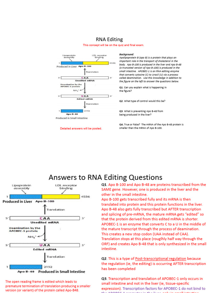 Understanding Apo B and RNA Editing | PDF | Messenger Rna | Translation ...