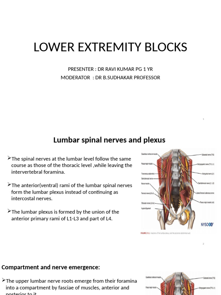 Lower Extremity Blocks Ppt | PDF | Human Leg | Knee