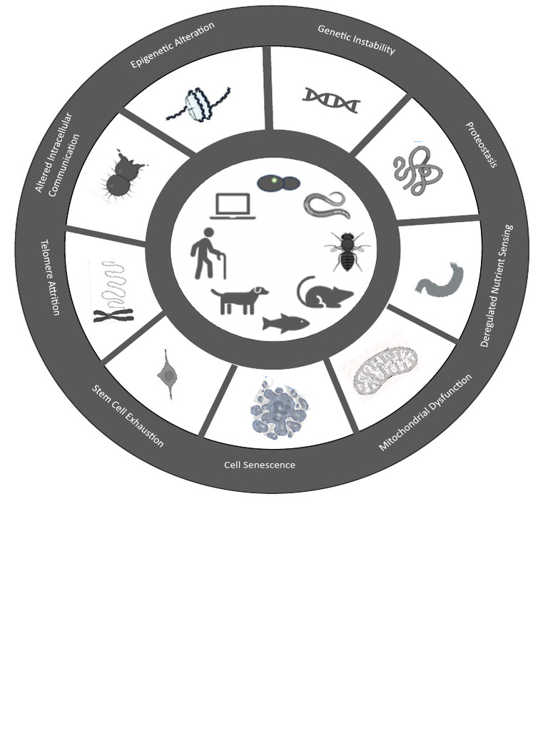 Hallmarks Image | PDF