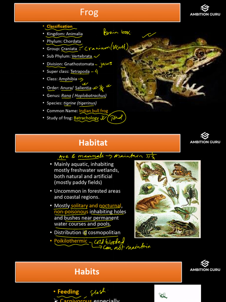 Frog Morphology and Digestion Final 2 | PDF | Frog | Anatomical Terms ...