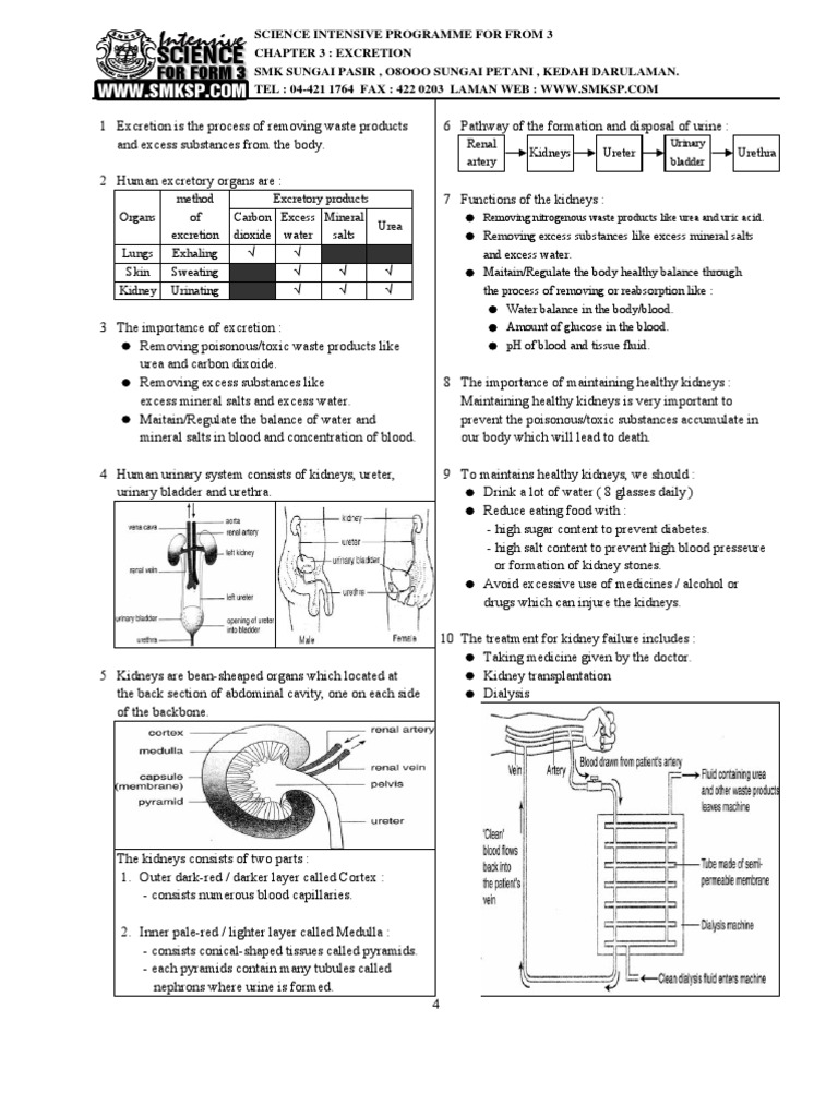 F3 Chapter 3 - Excretion | PDF