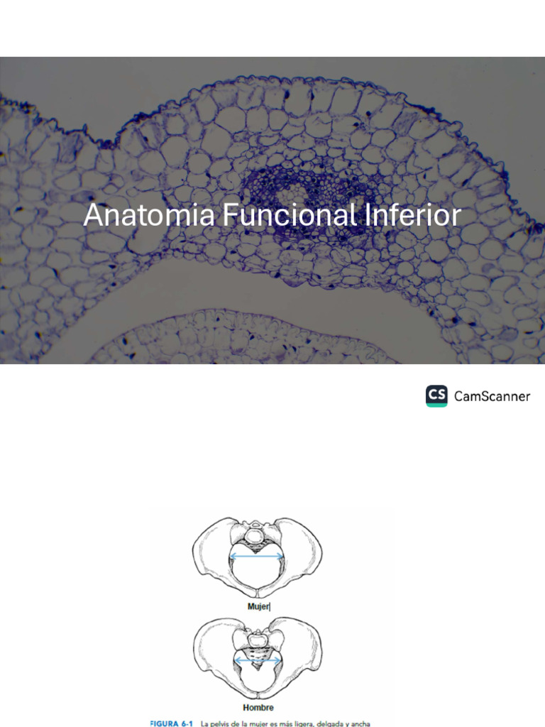 Anatomia Funcional Inferior Pdf Pie Rodilla 