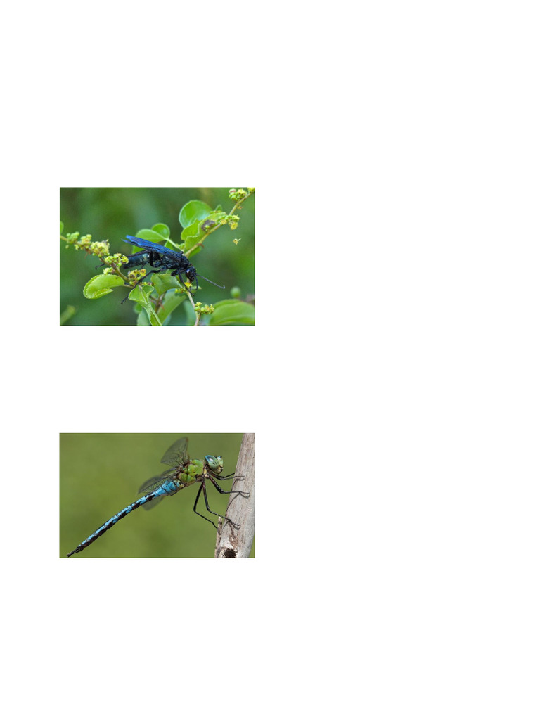 117 1995 Insects II 2022 03 | PDF | Dragonfly | Lepidoptera