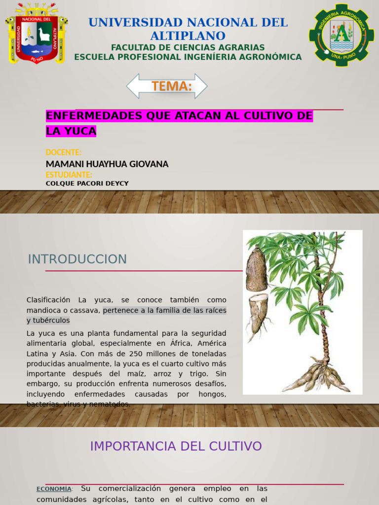 Expo Yuca Deycy Colque Pacori | PDF | Hongo | Las bacterias