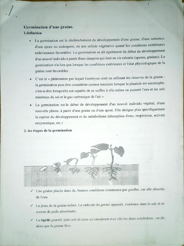 Étapes de la germination des graines | PDF | Germination | Graine