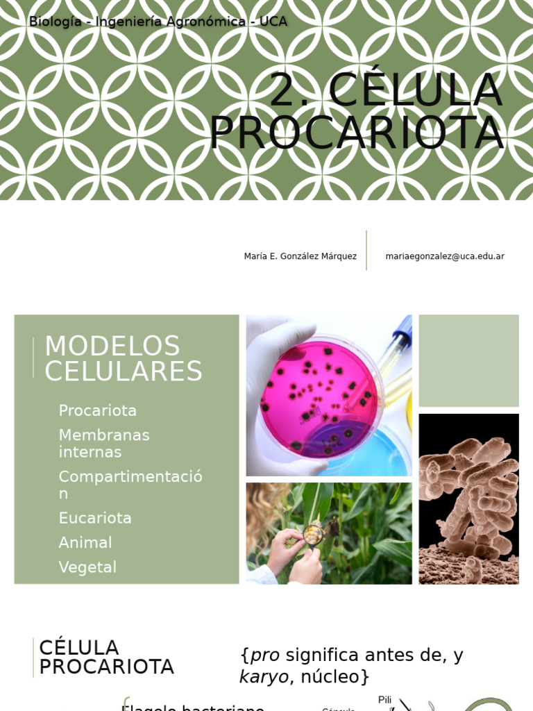 2 Procariota | PDF | Biología Celular) | Las bacterias