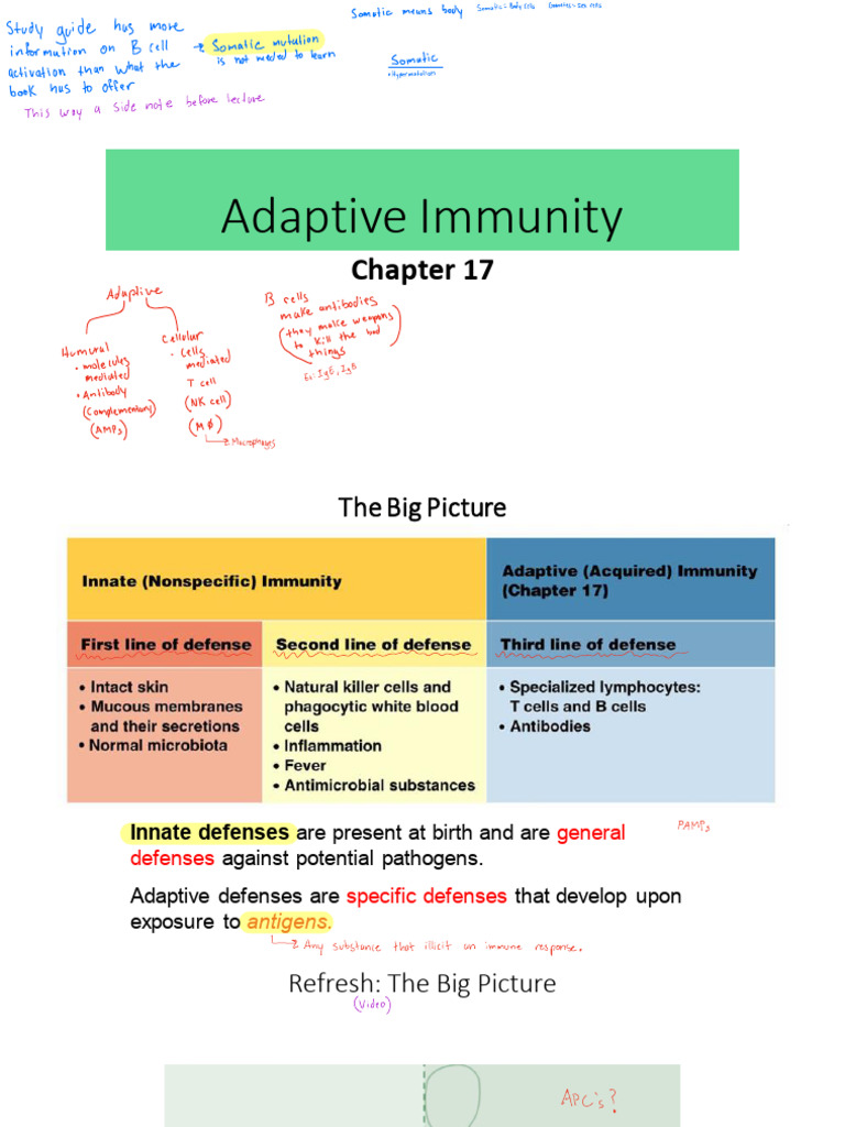 Chapter 17 - Adaptive Immunity 1.0 | PDF | T Cell | Immune System