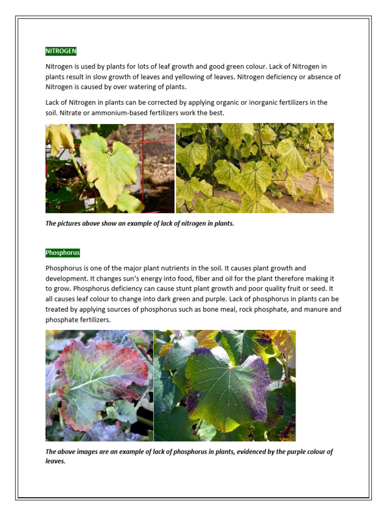 Nitrogen, Phosphorus and Potassium-1 | PDF