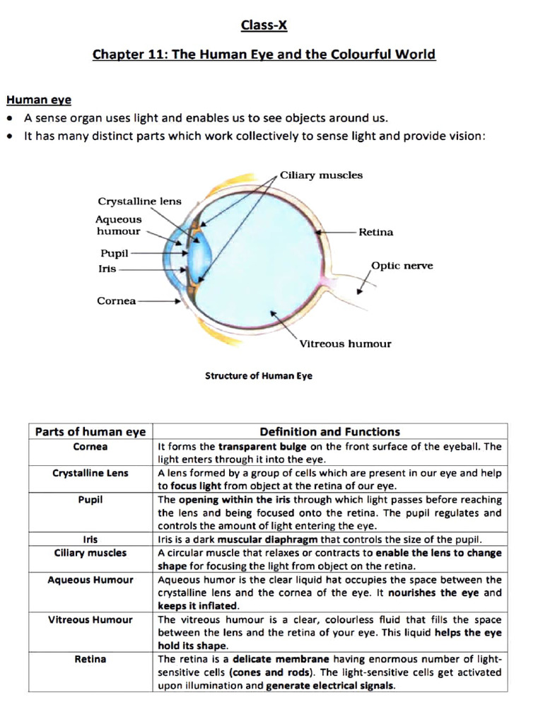 Human Eye and The Colourful World Notes-1 | PDF | Eye | Human Eye