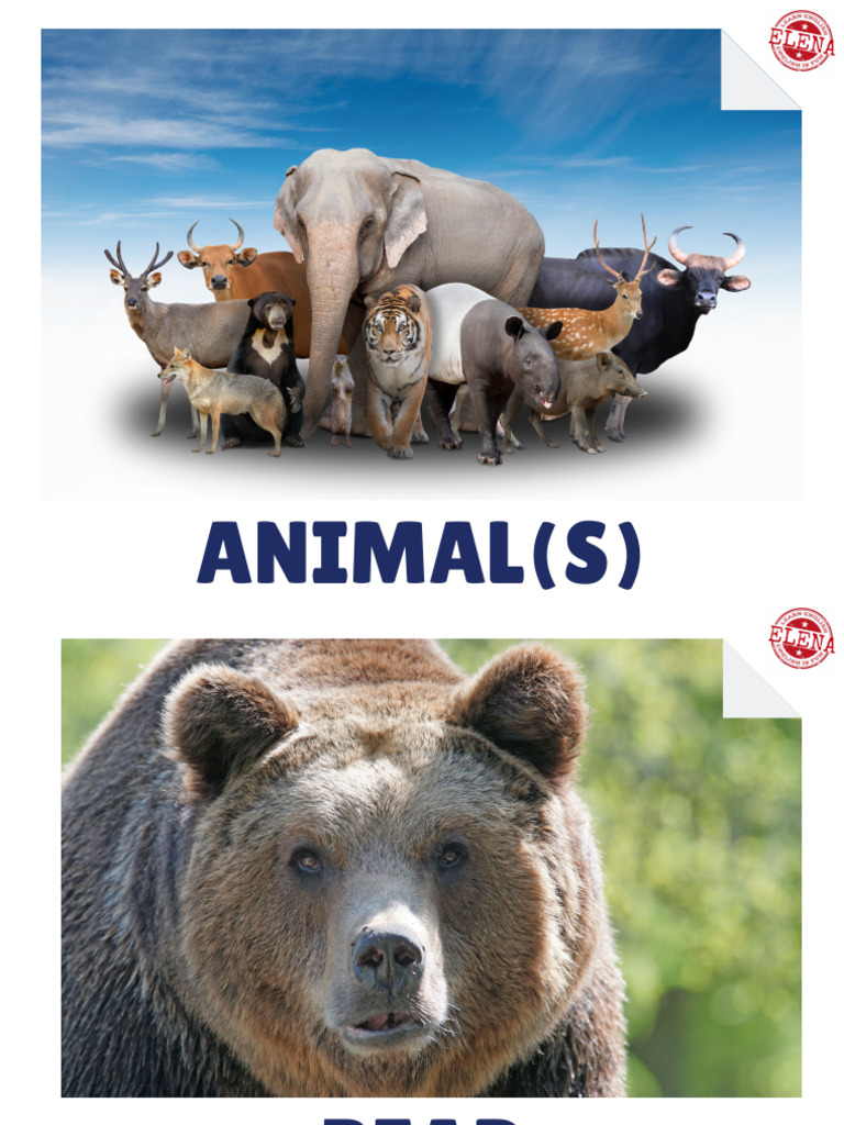 Animals | PDF