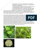 Maclura Pomifera Articol