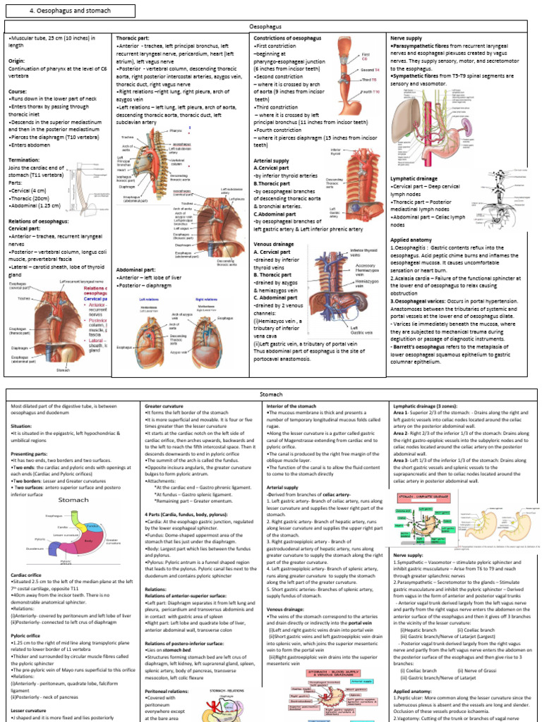 Oesophagus Anatomy and Pathology Overview | PDF | Esophagus | Stomach