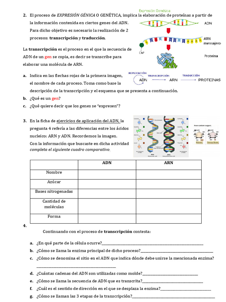 Ejercicios de Transcripción y Traducción | PDF | Adn | Rna