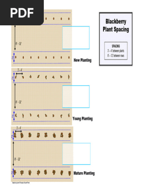 Blackberry Planting Spacing