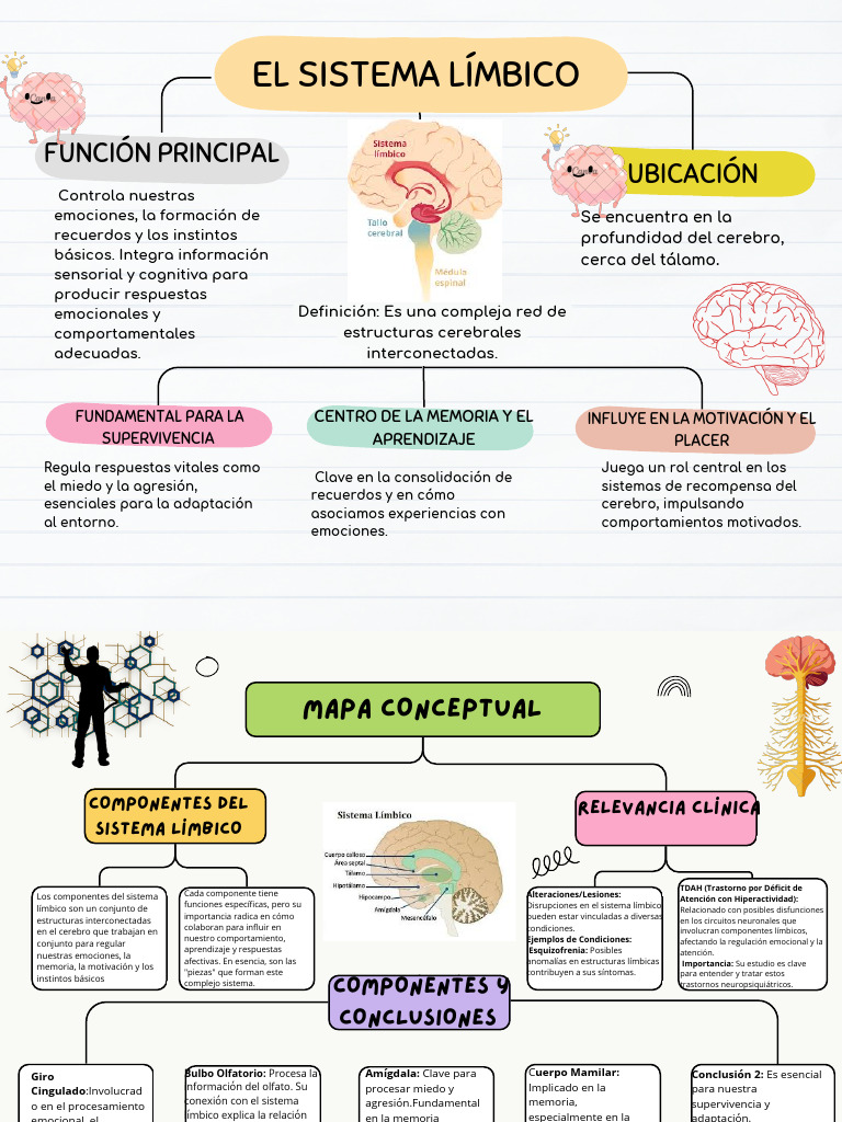 Funciones del Sistema Límbico en el Cerebro | PDF | Las emociones ...