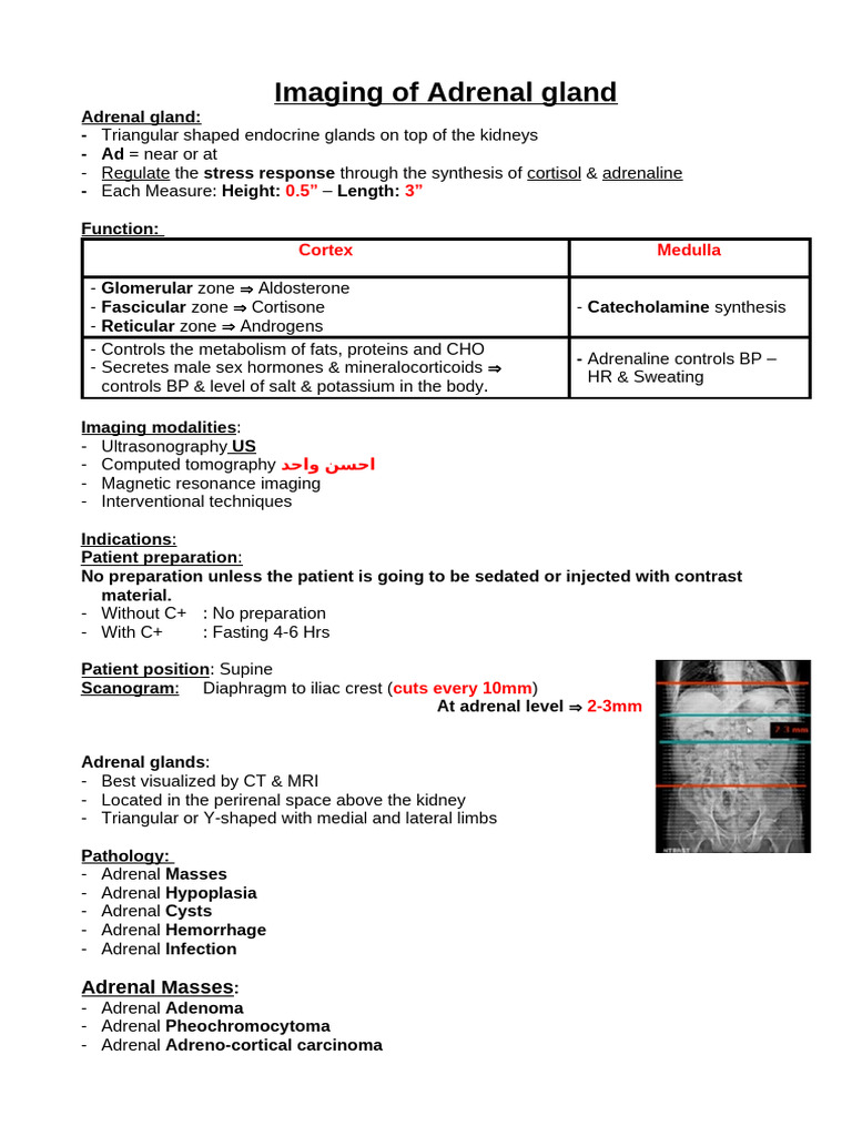 10 Imaging of Adrenal Gland | PDF | Adrenal Gland | Endocrine System
