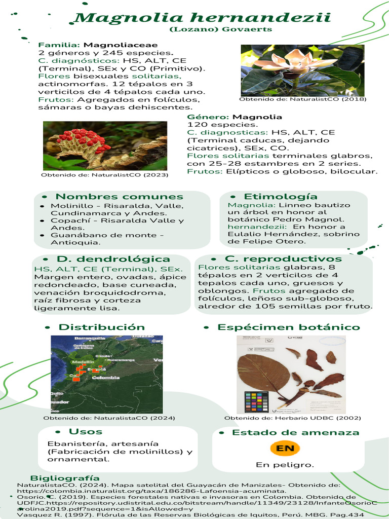 Magnolia hernandezii: Características y Usos | PDF | Plantas | Botánica