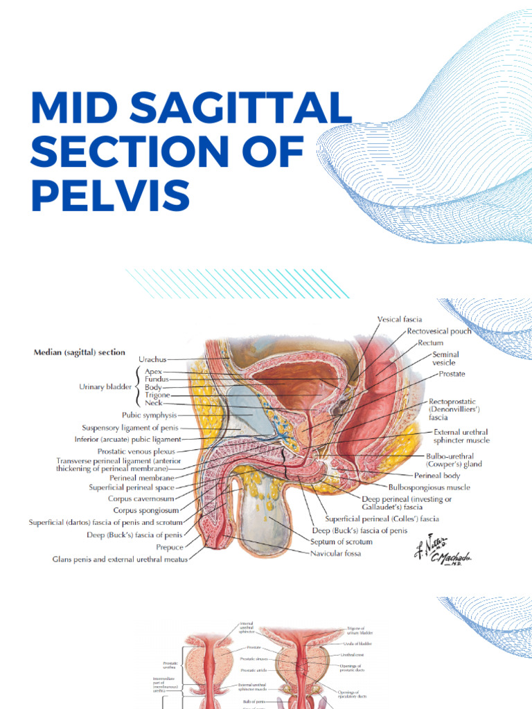 MID Sagittal Section | PDF