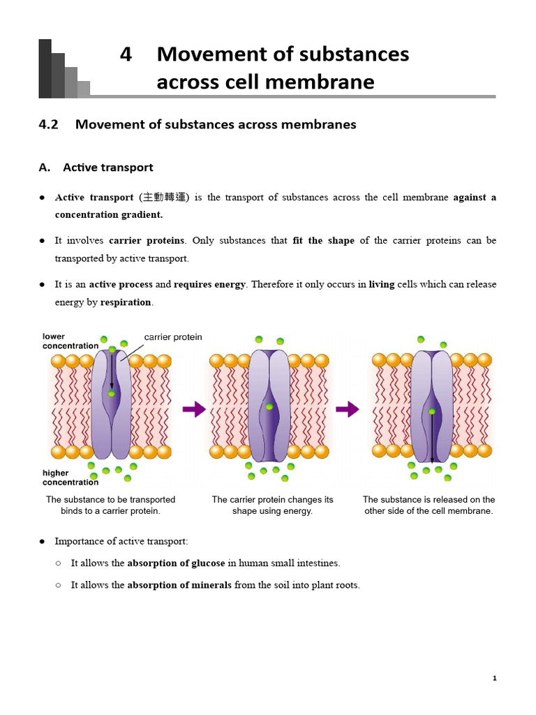 Final Exam Bio Rev Notes | PDF | Enzyme | Biochemistry